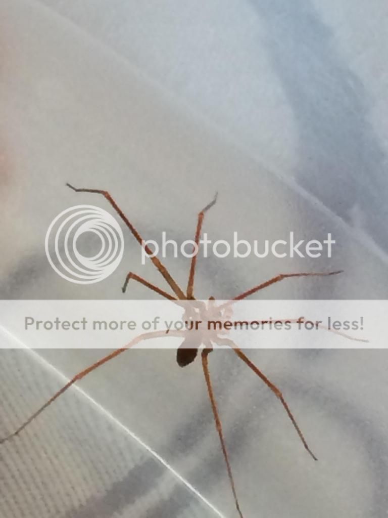 Qué tipo de araña es esta que me acabo de encontrar. - Foro Coches